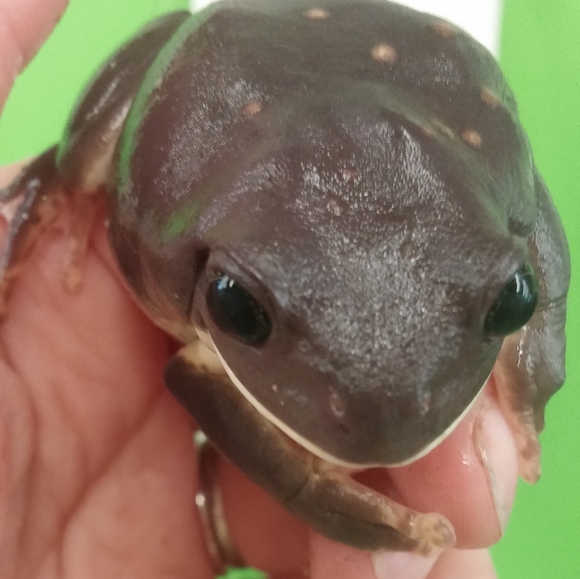 FUNDRAISER 4 RESCUE! - Picture 8 of 16